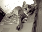 NowLoading...