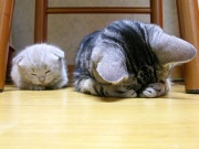 NowLoading...
