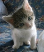 NowLoading...