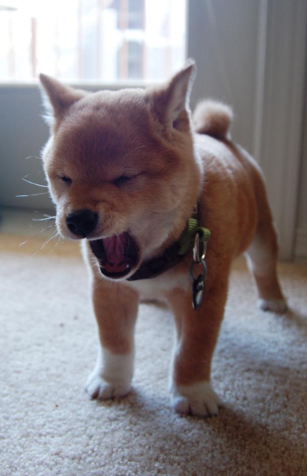 NowLoading...
