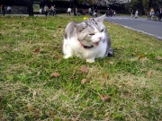 NowLoading...