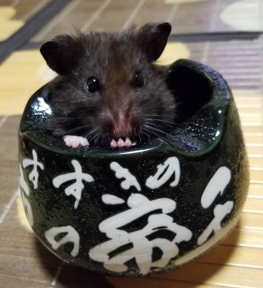 NowLoading...
