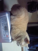 NowLoading...