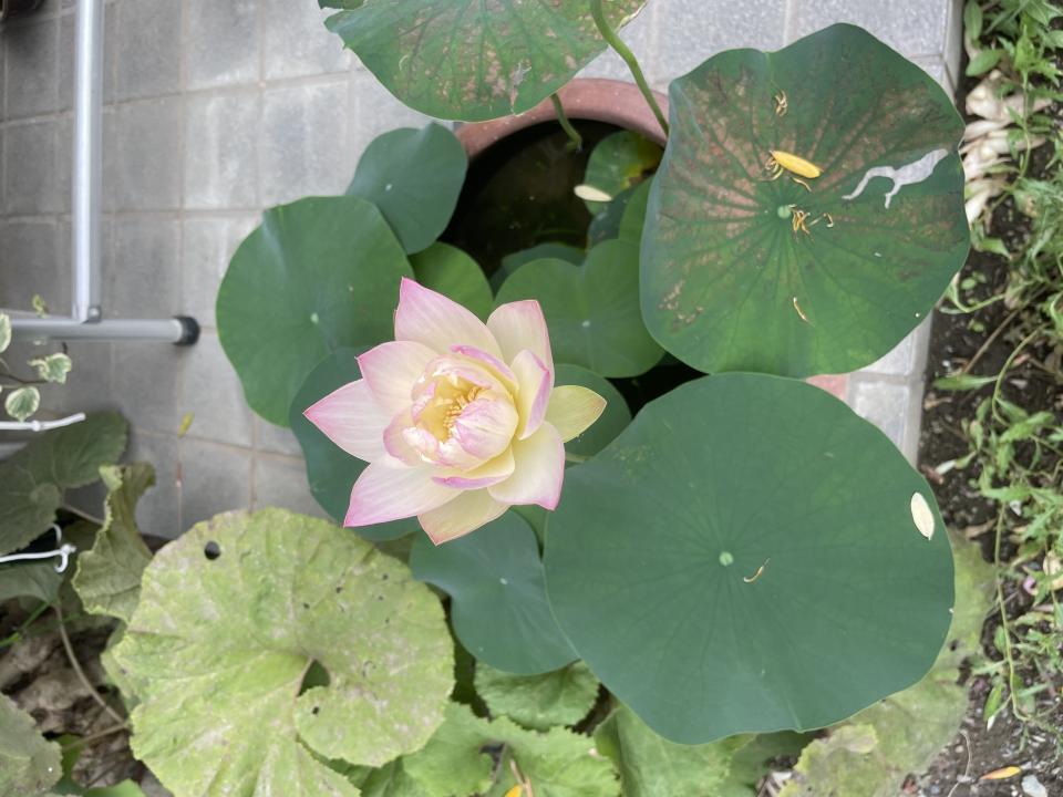 NowLoading...