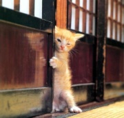 NowLoading...