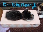 NowLoading...