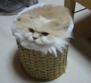 NowLoading...