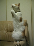 NowLoading...