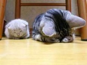 NowLoading...