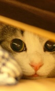 NowLoading...