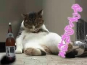 NowLoading...