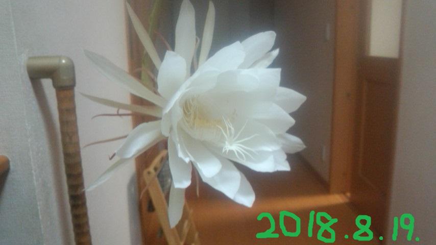 NowLoading...