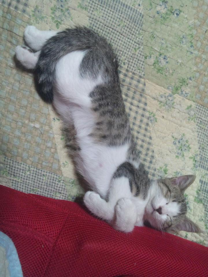 NowLoading...