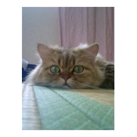 profile_image
