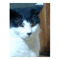 profile_image