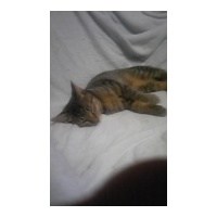 profile_image