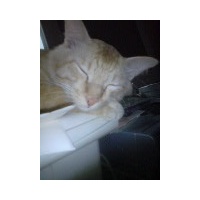 profile_image