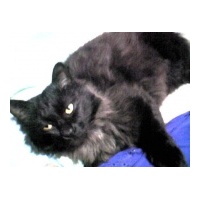 profile_image