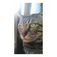 profile_image