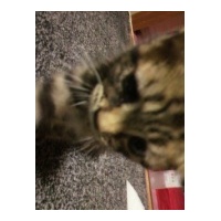 profile_image