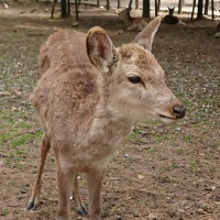 profile_image
