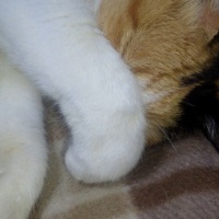 profile_image