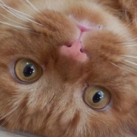 profile_image