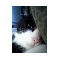 profile_image