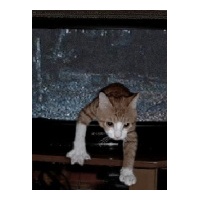 profile_image