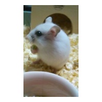 profile_image