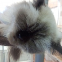 profile_image