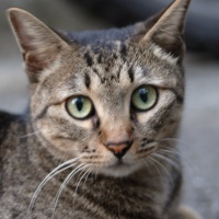 profile_image