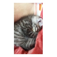 profile_image