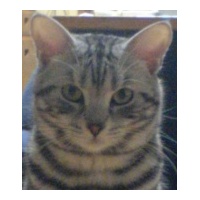 profile_image