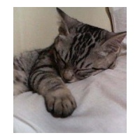 profile_image