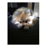 profile_image