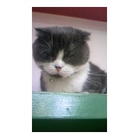 profile_image