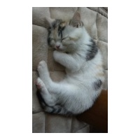 profile_image