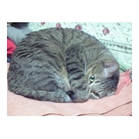 profile_image