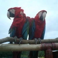 profile_image