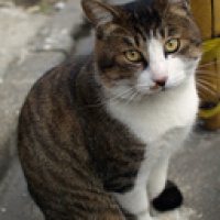 profile_image