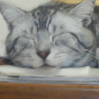 profile_image