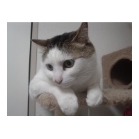 profile_image