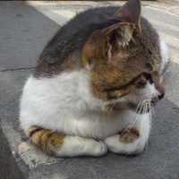 profile_image