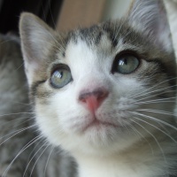 profile_image