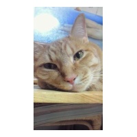 profile_image