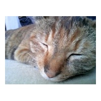 profile_image