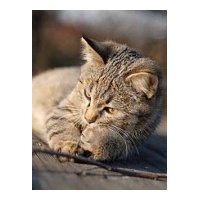 profile_image