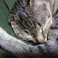 profile_image