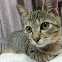 profile_image
